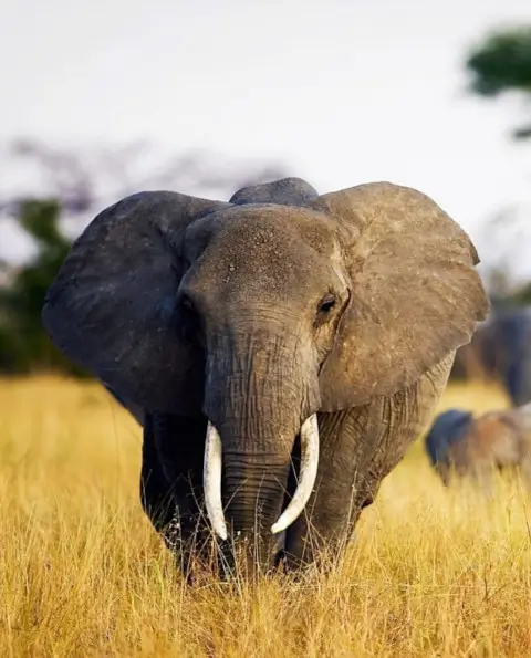 Head on shot of elephant with big tusks and ears flared staring down camera