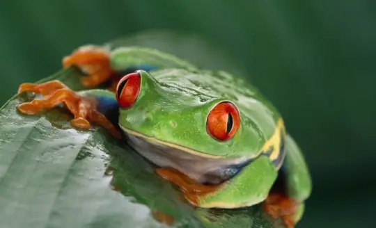 Close up of green frog sitting on leaf of tree.