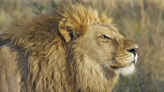 Male lion with healthy main staring into distance.