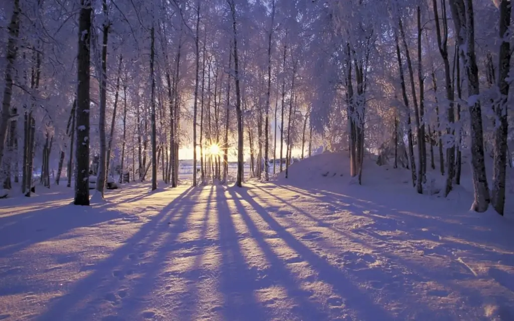 Snowy forest clearing with sunlight filtering through tall trees